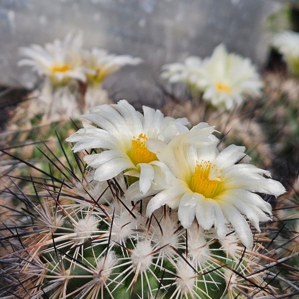 Turbinicarpus viereckii var. major